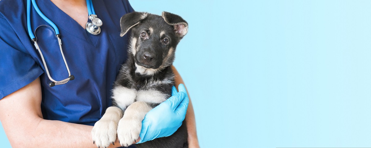 Si sospecha que su animal está enfermo, debe acudir a un veterinario para que lo examine. 